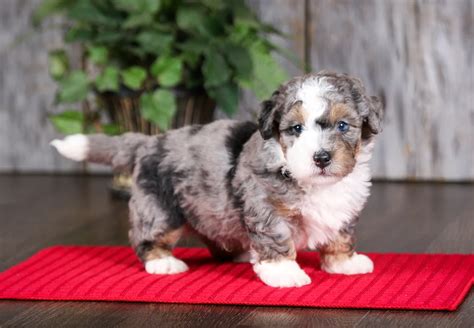  Begin feeding your Bernedoodle puppy the smallest amount for their weight, but if he looks underweight, increase that amount gradually